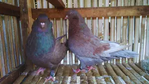 Giant Runt Pigeon