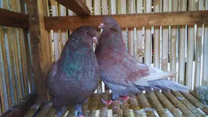 Giant Runt Pigeon