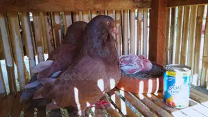 Giant Runt Pigeon