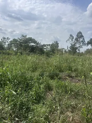 50*100ft Plots With Ready Titles for Sale at Nakifuma-Kakinzi