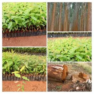 Commercial Eucalyptus Gu Seedlings