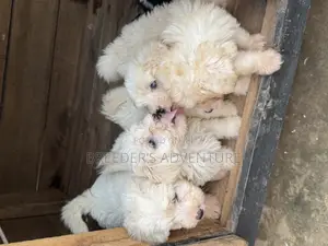 1-3 months Male Purebred Maltese