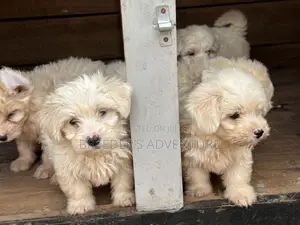1-3 months Male Purebred Maltese