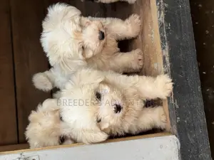 1-3 months Female Purebred Maltese