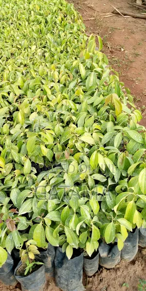 Cinnamon (Budalasin) Seedlings