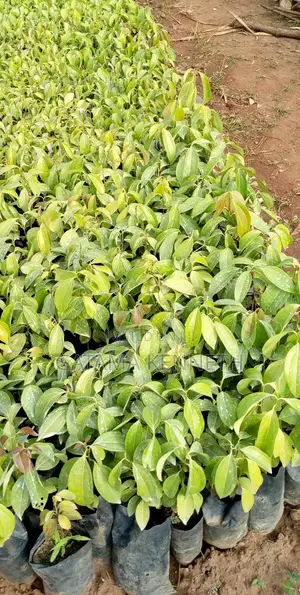 Cinnamon (Budalasin) Seedlings