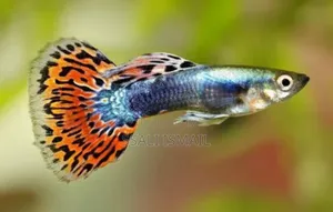 The American Female Guppy
