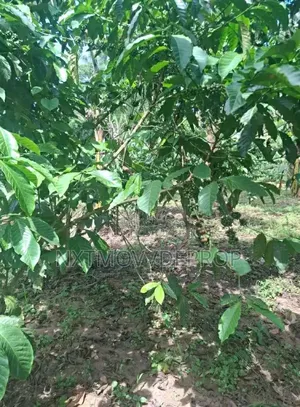 Farm Land for Sale