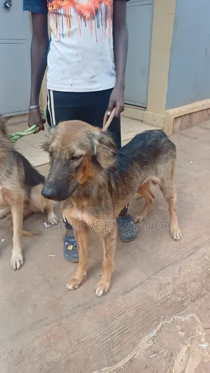 1-3 months Female Purebred German Shepherd