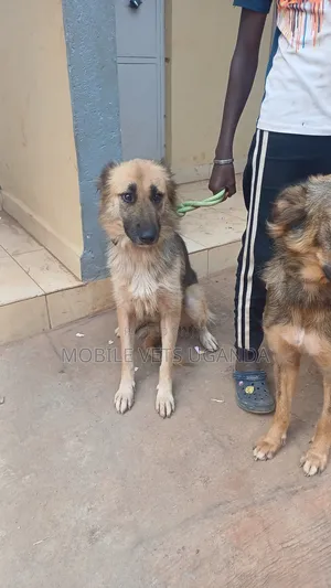 6-12 months Female Purebred German Shepherd