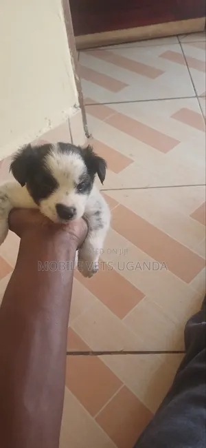 1-3 months Male Purebred Japanese Spitz