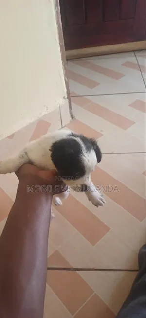 0-1 month Female Purebred Japanese Spitz