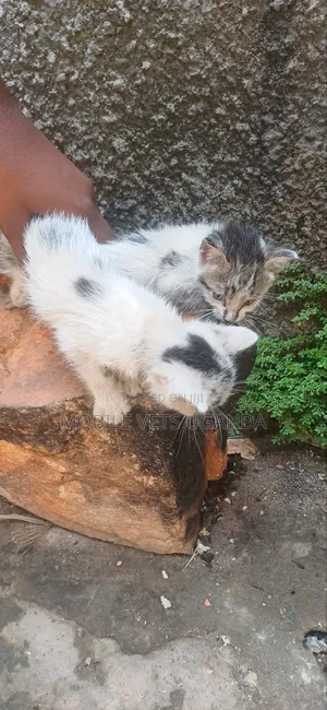 1-3 months Male Purebred Balinese