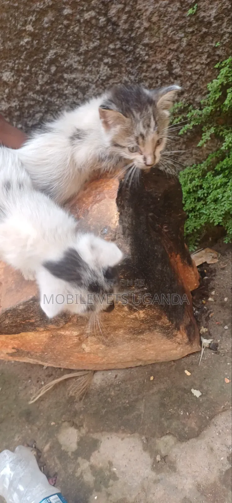 0-1 month Female Purebred Exotic