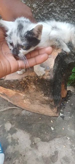 0-1 month Female Purebred American Wirehair