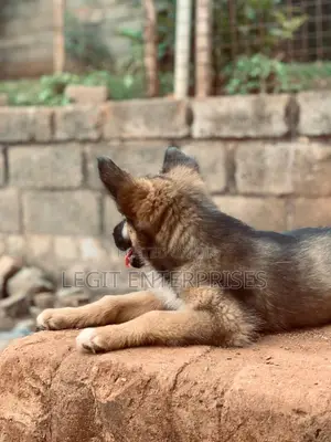3-6 months Female Purebred German Shepherd