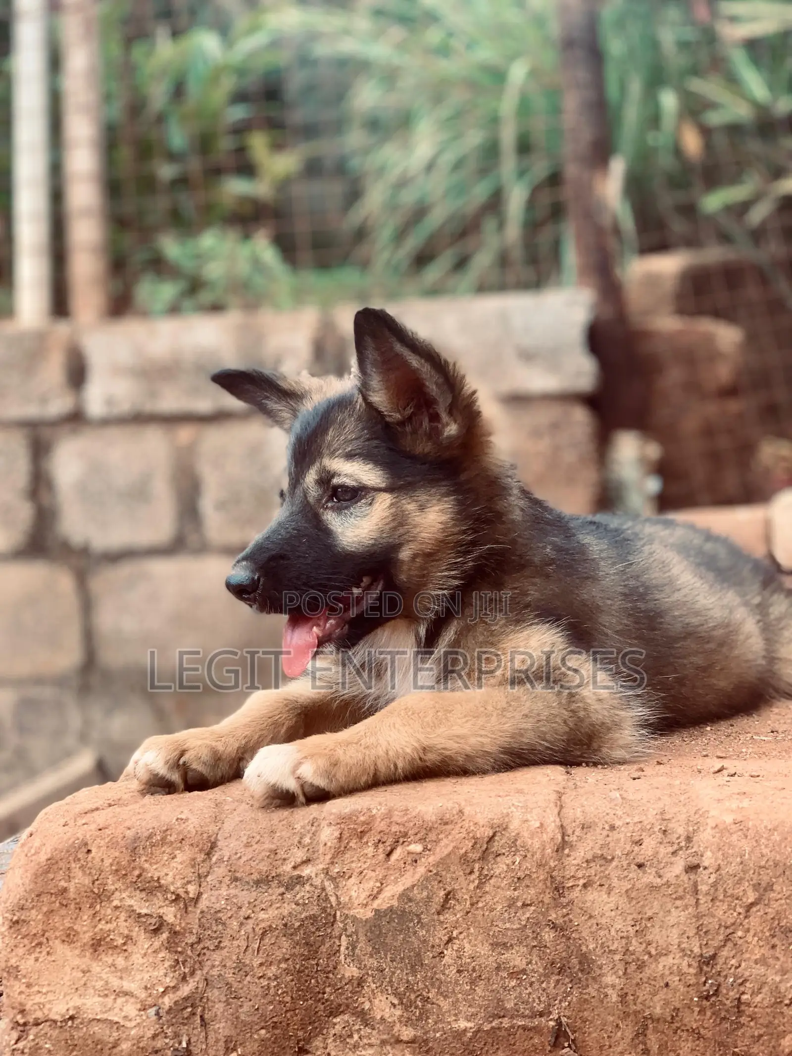3-6 months Female Purebred German Shepherd