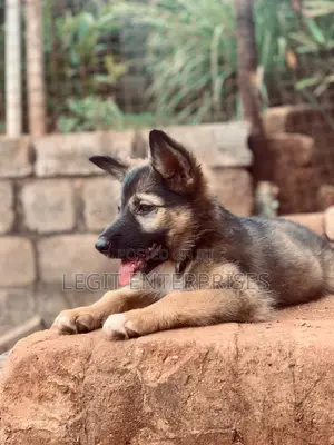 3-6 months Female Purebred German Shepherd