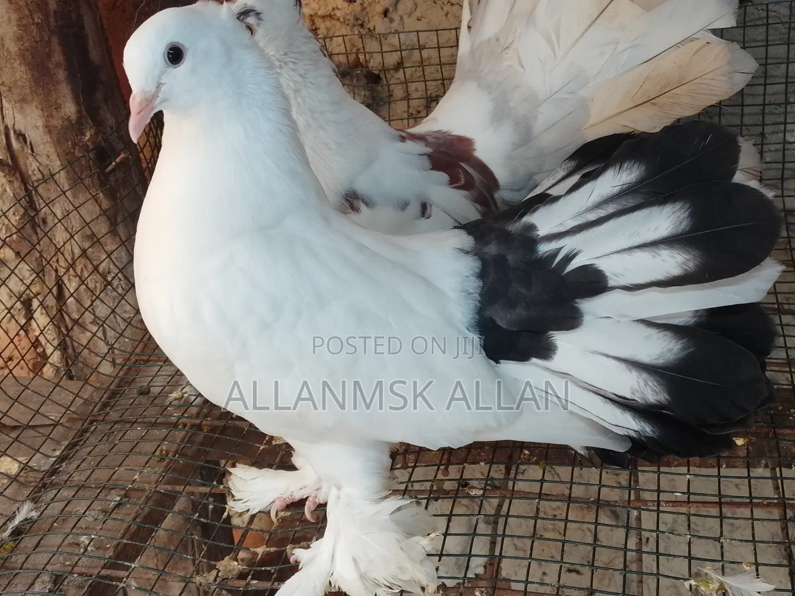Fantail Pigeon Pair