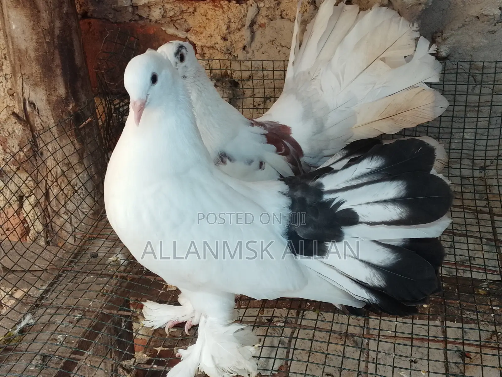 Fantail Pigeon Pair