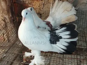 Fantail Pigeon Pair