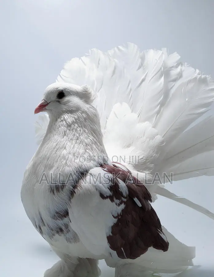 Fantail Pigeon Pair