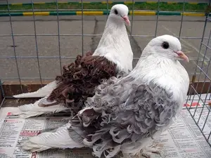 Frillback Mature Pigeons Pair