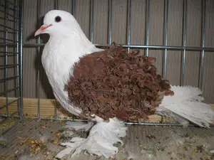 Frillback Mature Pigeons Pair