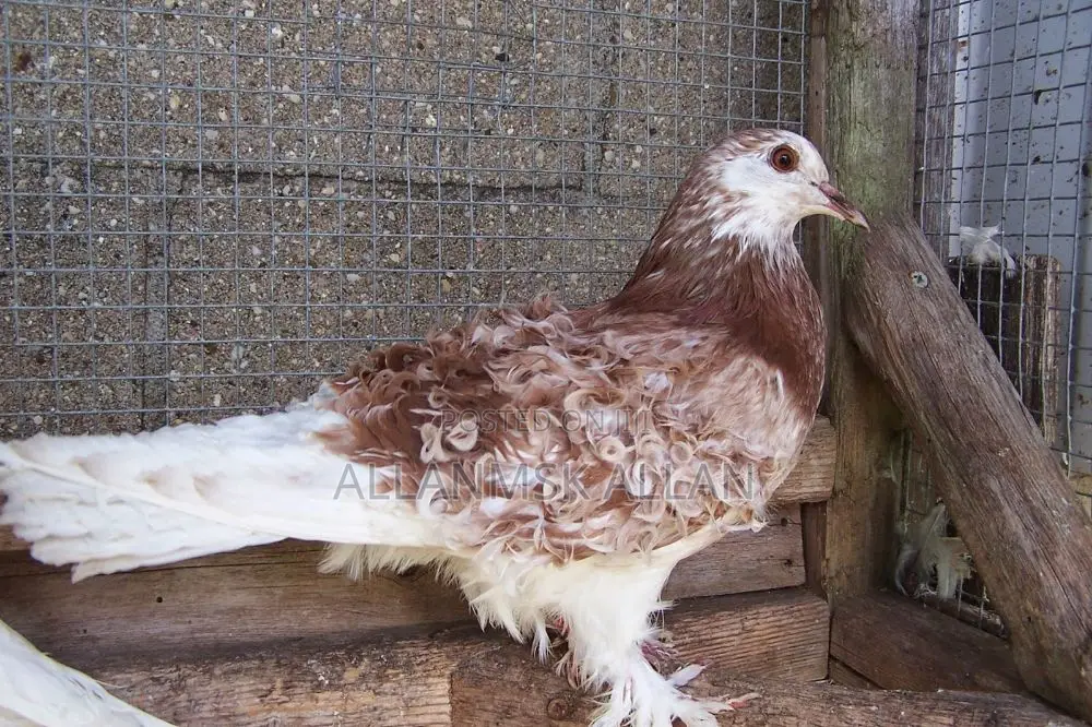 Frillback Mature Pigeons Pair