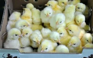 One Day Chicks