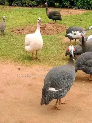 Guniea Fowls