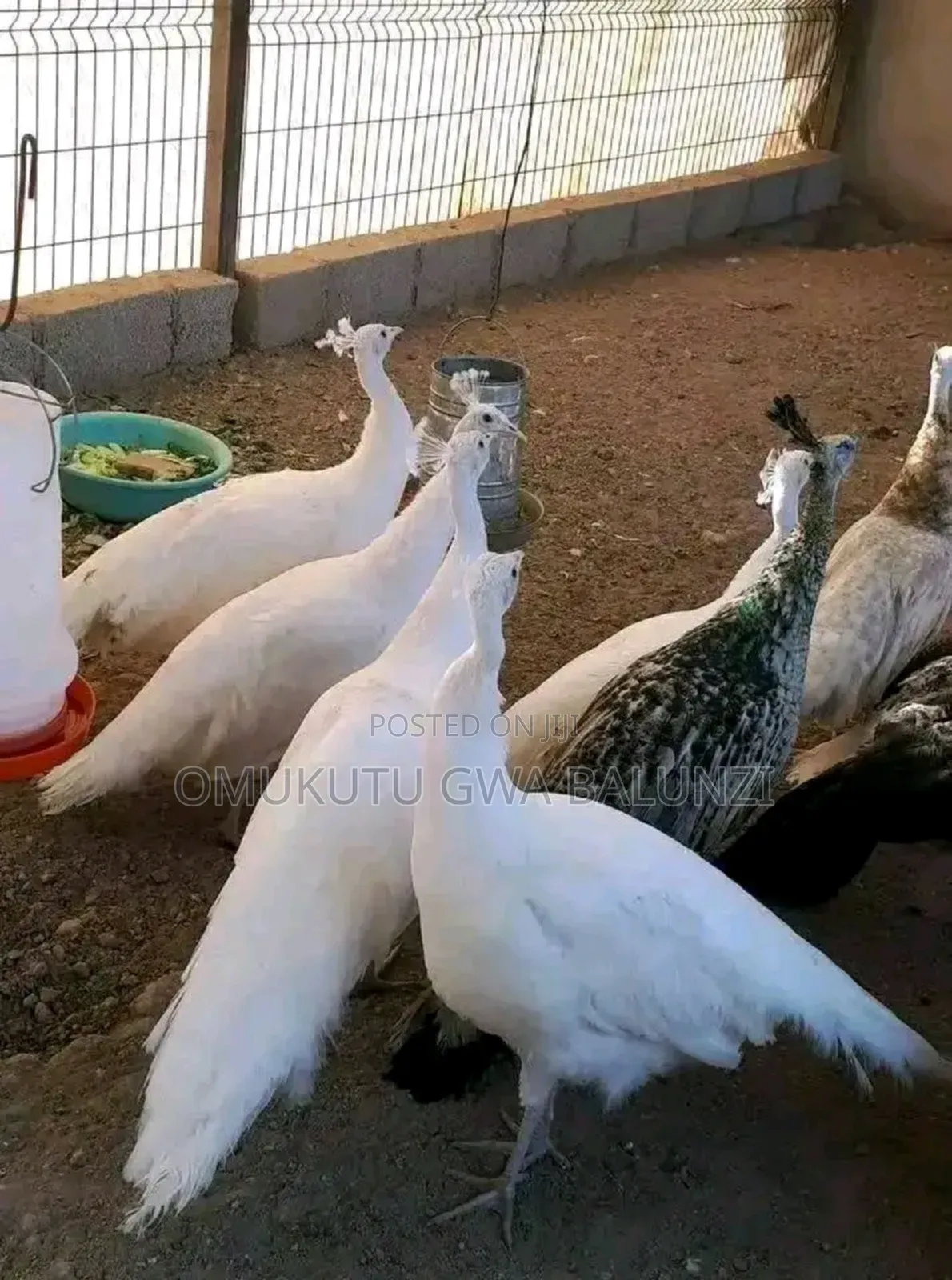 Peacock Birds