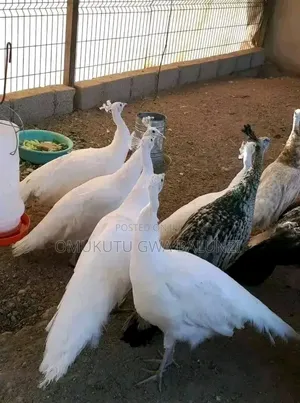 Peacock Birds