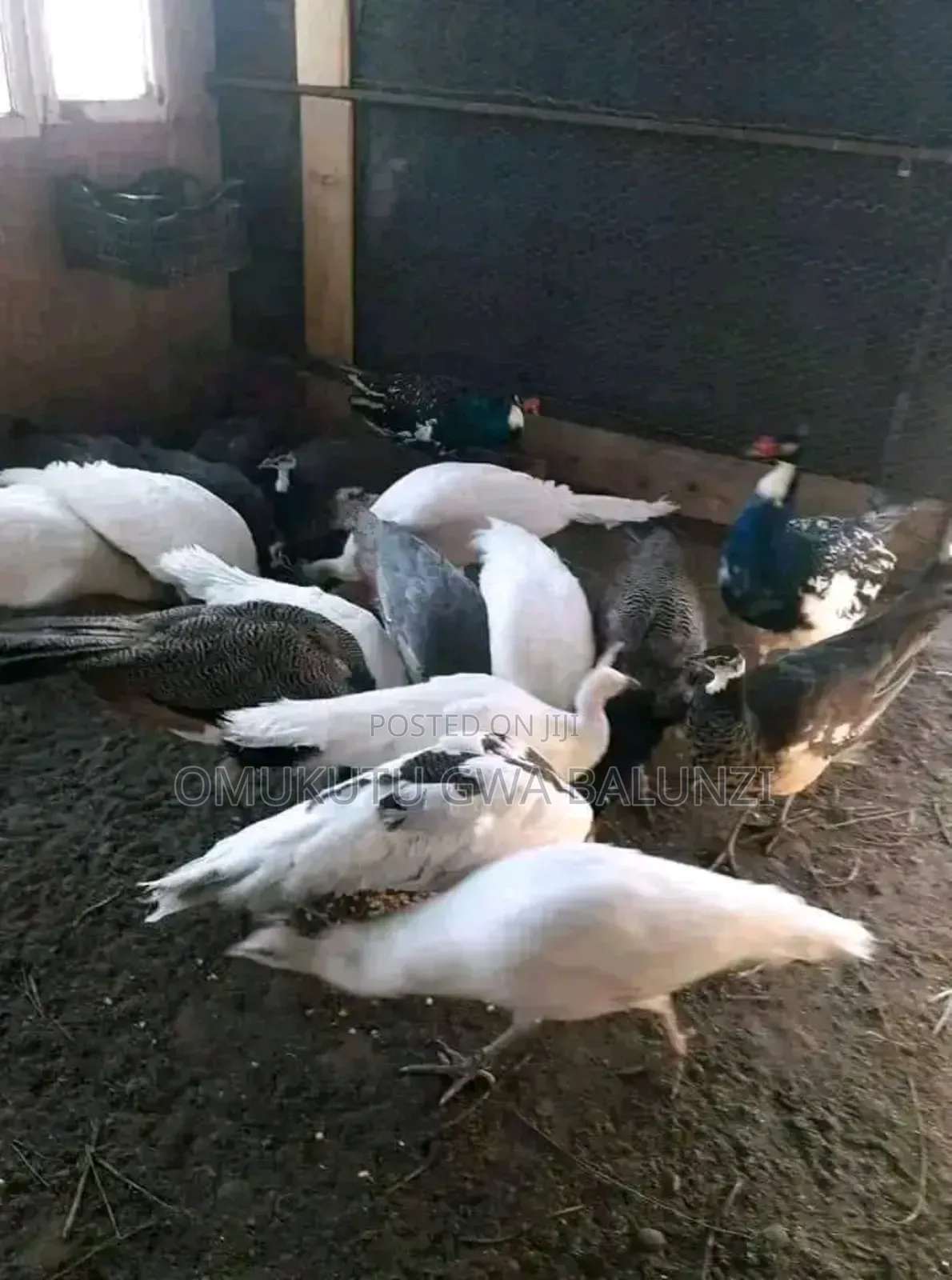 Peacock Birds