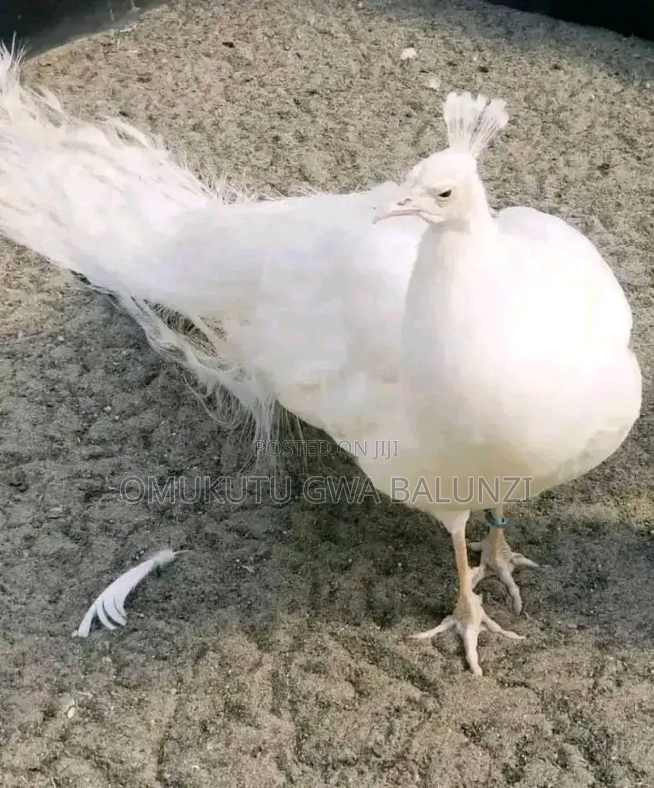 Peacock Birds