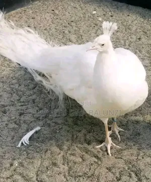 Peacock Birds