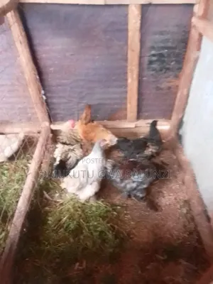 Silk Bantam