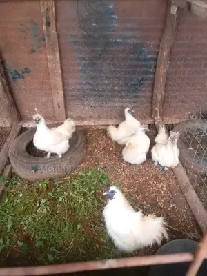 Silk Bantam