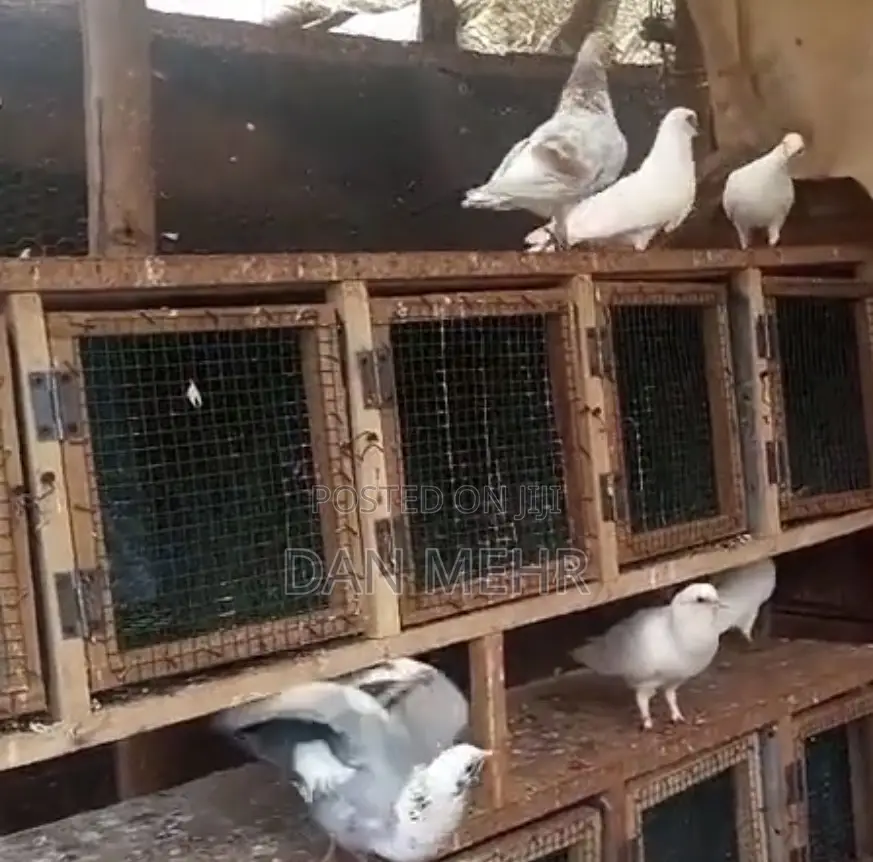 Pigeons Ug