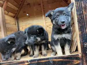 1-3 months Female Purebred German Shepherd