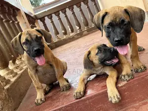 1-3 months Female Purebred Boerboel