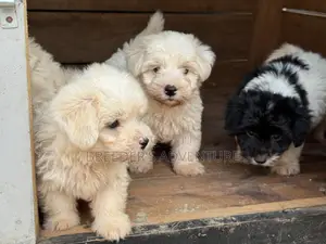 1-3 months Male Purebred Maltese