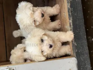 1-3 months Male Purebred Maltese