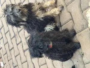 3-6 months Male Purebred Poodle