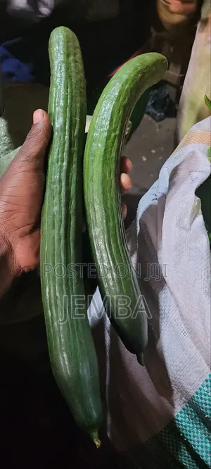 English Green Cucumber
