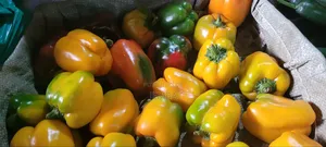Red and Yellow Peppers