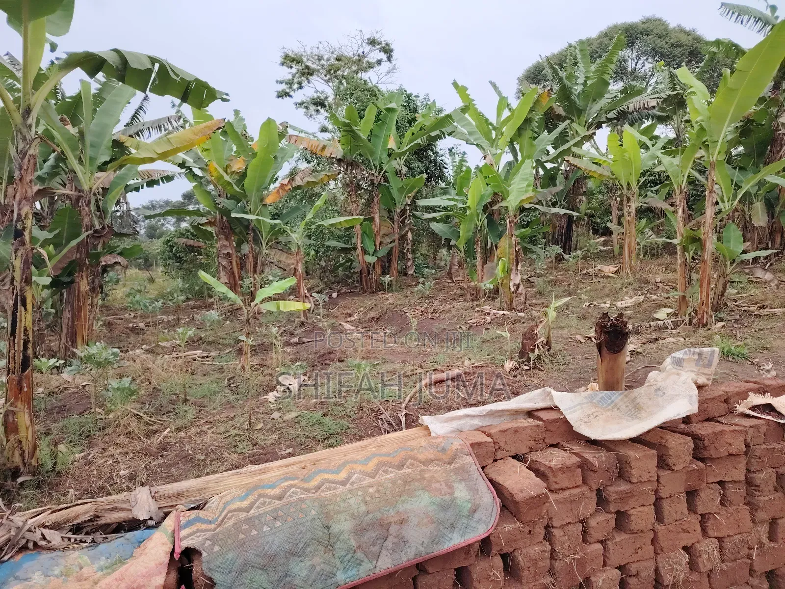 50 by 50ft Plot on Quick Sale