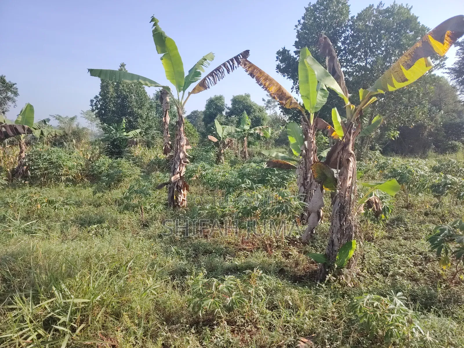 25 by 45 Ft Plots/Land