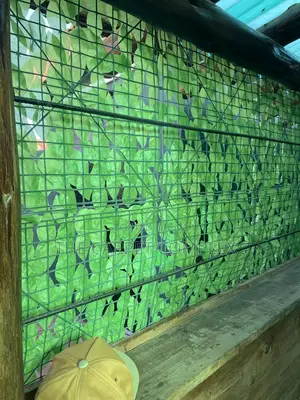 Fence Plants Each