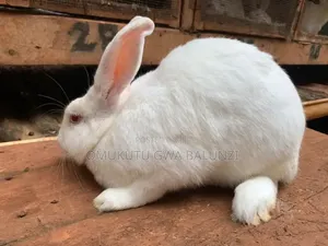 Newzland White Rabbits